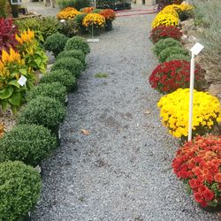 Sycamore Springs "Home & Garden" - Mums