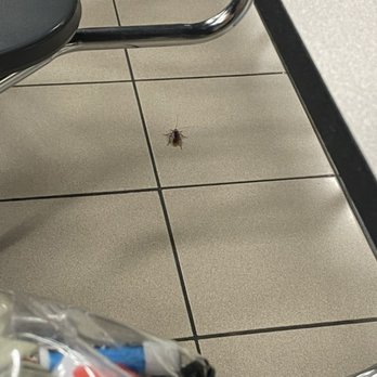 Spillane Middle School - nasty roaches - Middle Schools & High Schools Near Me - Cypress, Texas Spillane Middle School - nasty roaches - Middle Schools & High Schools Near Me - Cypress, Texas
