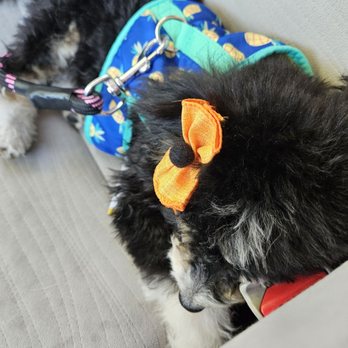 My Doodle Crush - Pet Breeders Near Me My Doodle Crush - Pet Breeders Near Me