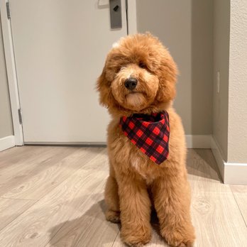 Petco - Leo's first groom at petco which I loved. - Pet Stores Near Me - Glendale, California Petco - Leo's first groom at petco which I loved. - Pet Stores Near Me - Glendale, California