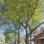 Photo of JC Garay Tree & Lawn Service
