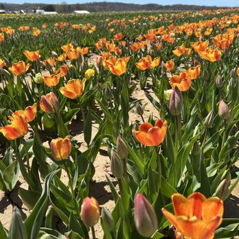 HOLLAND RIDGE FARMS - Updated July 2026 - 1901 Photos & 165 Reviews ...
