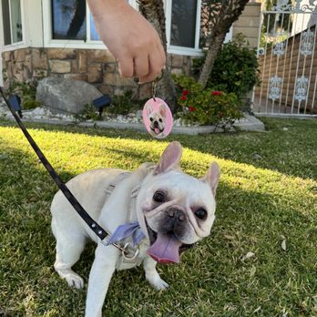 Pupwash911 - so happy and clean after the groom! - Pet Groomers Near Me Pupwash911 - so happy and clean after the groom! - Pet Groomers Near Me