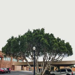 Velasco Landscaping - This Ficus tree just got a 360 degree service. Pruning and thinning out!