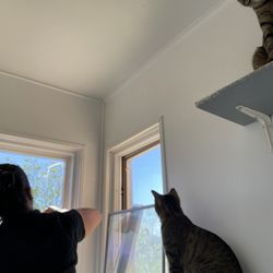 Sol Solutions Window Tinting - Felines & Friends shelter cats supervising Ahna applying the new window tint.