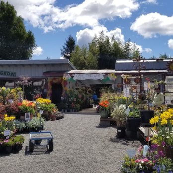 King's Nursery - Welcome to their garden - Nurseries & Gardening Near Me - Santa Rosa, California King's Nursery - Welcome to their garden - Nurseries & Gardening Near Me - Santa Rosa, California