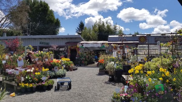 King S Nursery 92 Photos 86 Reviews Nurseries Gardening 1212 13th St Santa Rosa Ca Phone Number Yelp Nurseries Gardening
