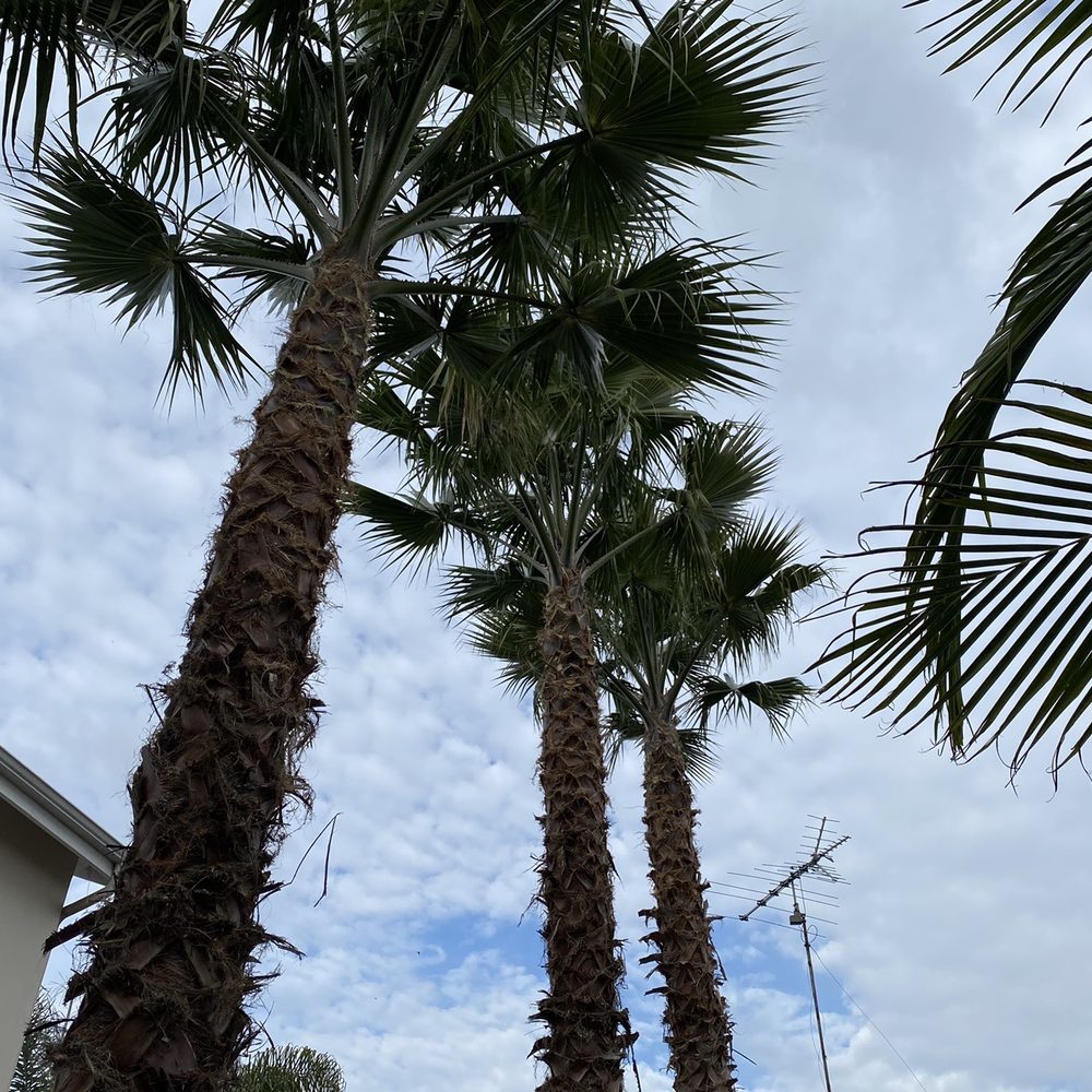 Angel's Tree Service - After - Tree Services Near Me - Encinitas, California