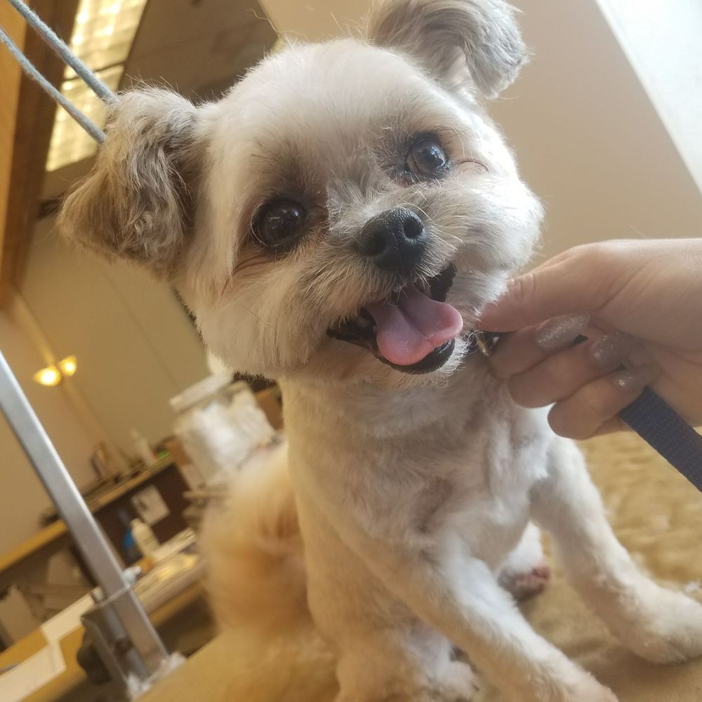 PetSmart - Peanut couldn't be happier here in the salon - Pet Training Near Me - Orlando, Florida PetSmart - Peanut couldn't be happier here in the salon - Pet Training Near Me - Orlando, Florida