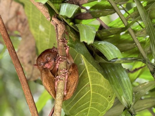 Philippine Tarsier Sanctuary by null