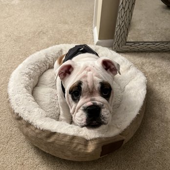 Banfield Pet Hospital - Veterinarians Near Me - Washington, Pennsylvania