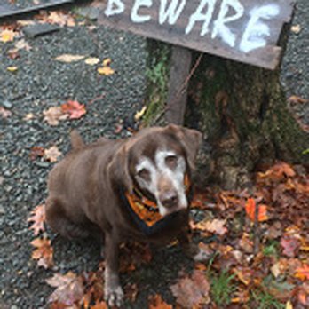 Noho Petsitters - Pet Sitting Near Me Noho Petsitters - Pet Sitting Near Me