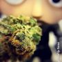 Pipe Dreams Dispensary