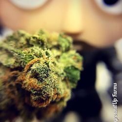 Pipe Dreams Dispensary - Great sativa JACK HERER