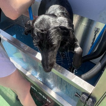 DoggoWash - Doggo doing an escape - Pet Groomers Near Me - San Diego, California DoggoWash - Doggo doing an escape - Pet Groomers Near Me - San Diego, California