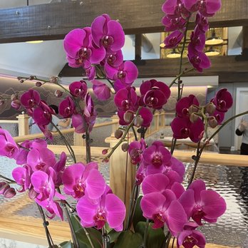 Dao Madison - Beautiful flowers adorn the restaurant - Chinese Near Me - Madison, New Jersey Dao Madison - Beautiful flowers adorn the restaurant - Chinese Near Me - Madison, New Jersey