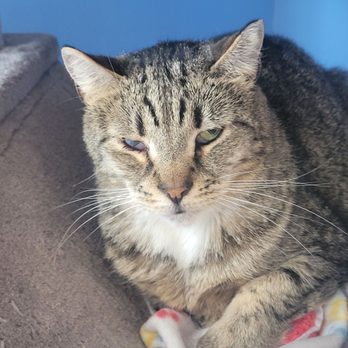 Bajah's Cat Cafe - Cafes Near Me - Tiverton, Rhode Island