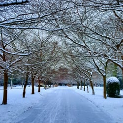 Bispebjerg Kirkegård - Bispebjerg kirkegård er bare et fint sted både til en gåtur eller en løbetur. Og både sommer og vinter. Alléen er simpelt hen så fin :)