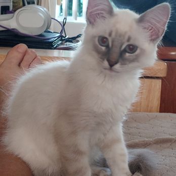 Dirty Little Paws Rescue - Pet Adoption Near Me