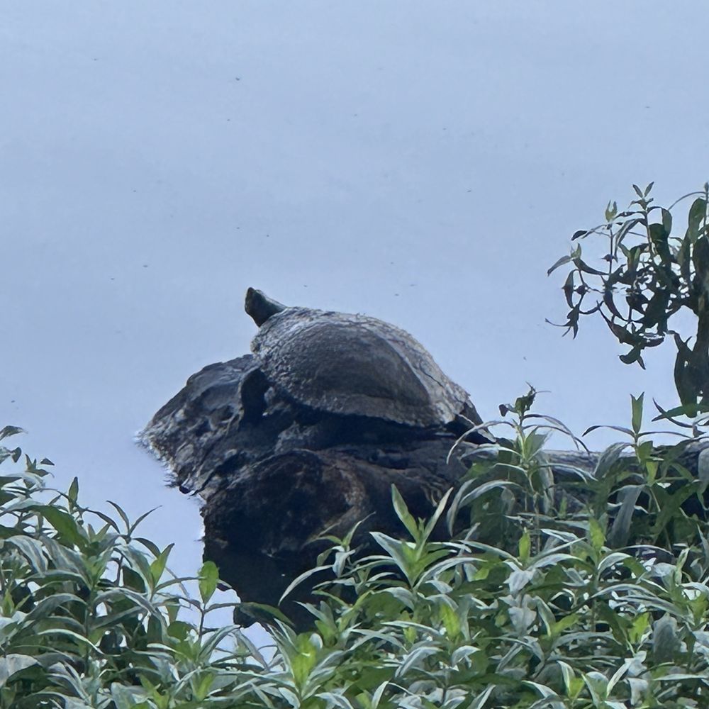 Towne Lake Park - Turtle relaxing - Parks Near Me - McKinney, Texas
