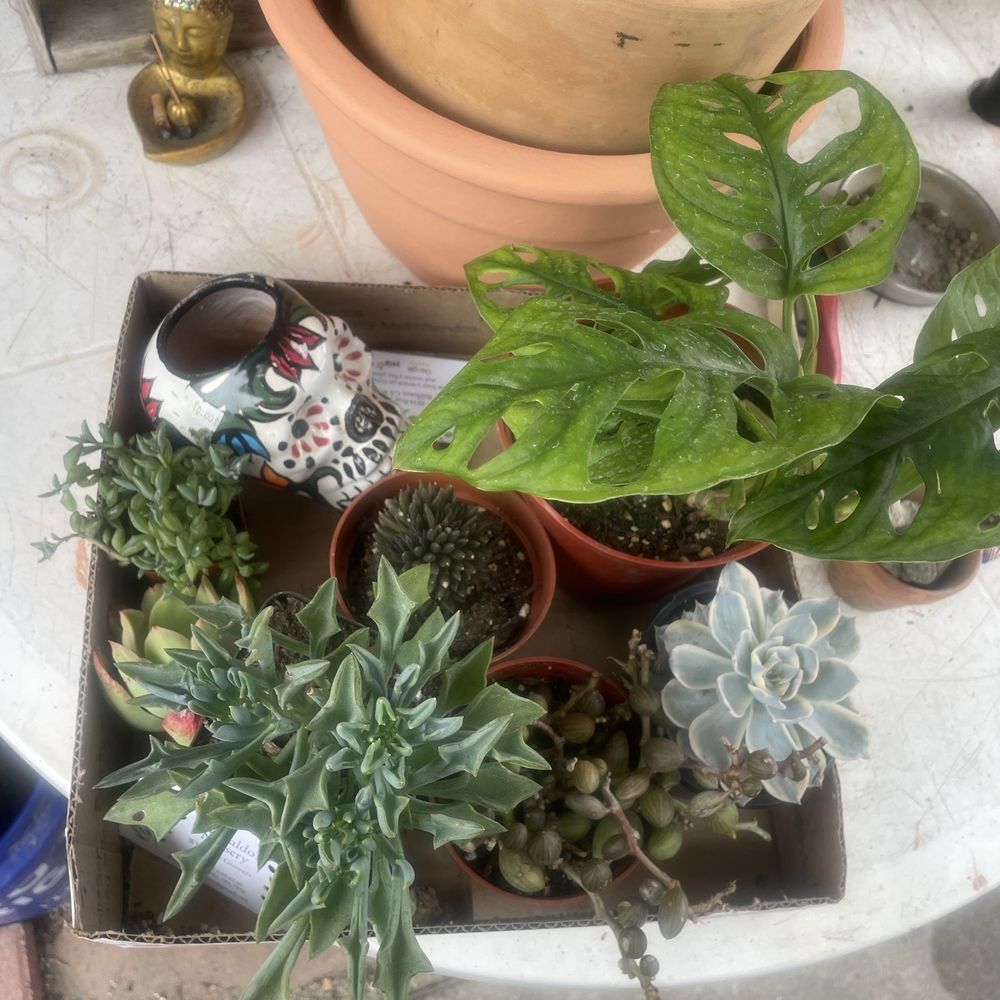 Talavera pot, Swiss cheese plant and and some succulents