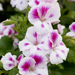The Greenery Garden Centre - Martha Washington "Royal White"