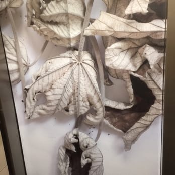 Northeastern University Alumni Center - Leaves artwork in the elevator - Venues & Event Spaces Near Me - Boston, Massachusetts Northeastern University Alumni Center - Leaves artwork in the elevator - Venues & Event Spaces Near Me - Boston, Massachusetts