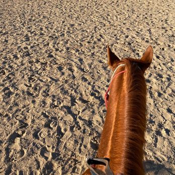 Bradshaw Equestrian & Co. - In one of the large pens - Horseback Riding Near Me Bradshaw Equestrian & Co. - In one of the large pens - Horseback Riding Near Me