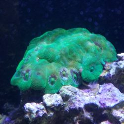 Dallas Aquarium Kings