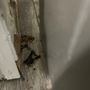 Mid Atlantic Restorations