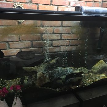 Hunkar Restaurant - Fish tank nuff said - Turkish Near Me - Carlstadt, New Jersey Hunkar Restaurant - Fish tank nuff said - Turkish Near Me - Carlstadt, New Jersey