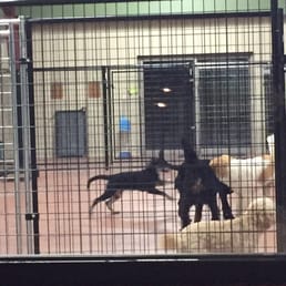 Our puppy was so exited to play with the other dogs that every pic was blurry!