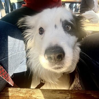 New Terrain Brewing - Our dog under the table - Breweries Near Me - Golden, Colorado New Terrain Brewing - Our dog under the table - Breweries Near Me - Golden, Colorado