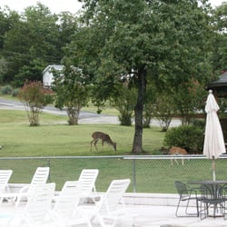 Hummingbird Hideaway Resort - Deer making use of the grounds.