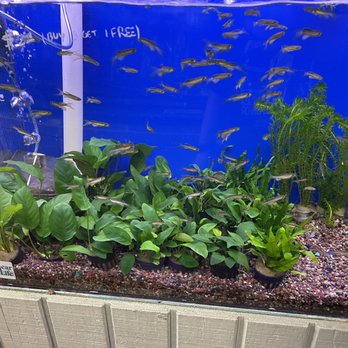 Reef Tropical Fish - Local Fish Stores Near Me - Anaheim, California Reef Tropical Fish - Local Fish Stores Near Me - Anaheim, California