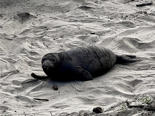Año Nuevo State Park by null
