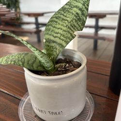 Cupies Maui - Table decor