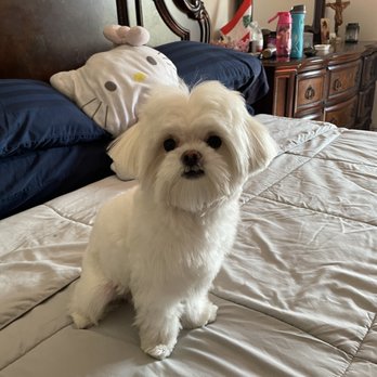 Vida pet grooming - Pet Sitting Near Me - Reseda, California