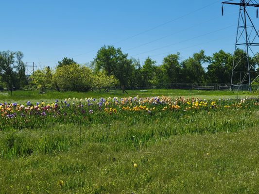 Long's Gardens by null