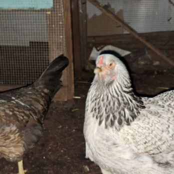 Summerhill Pet-Sitting Service - Chicken care_Belmont! - Dog Walkers Near Me - Belmont, California Summerhill Pet-Sitting Service - Chicken care_Belmont! - Dog Walkers Near Me - Belmont, California