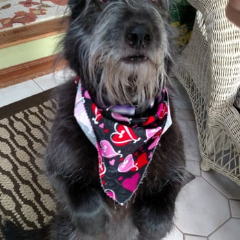 Kara's Critter Care - Heidi working on tricks, Dog sitters in Temperance, Michigan | Heidi working on tricks, this time is beg. - Dog Walkers Near Me