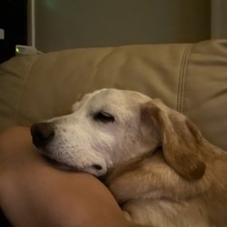 Sun City Animal Hospital