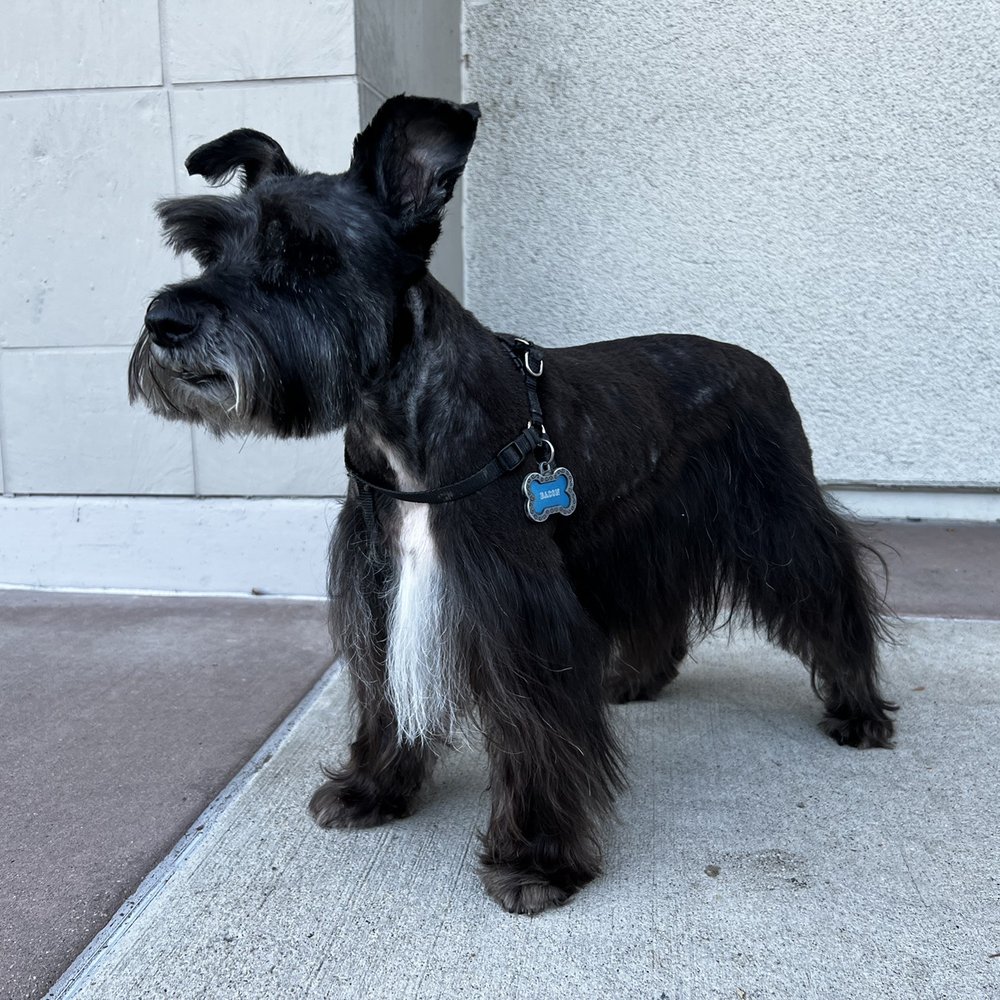 PetSmart - Botched standard Miniature Schnauzer cut. (10/04/2022) - Pet Groomers Near Me - San Diego, California PetSmart - Botched standard Miniature Schnauzer cut. (10/04/2022) - Pet Groomers Near Me - San Diego, California