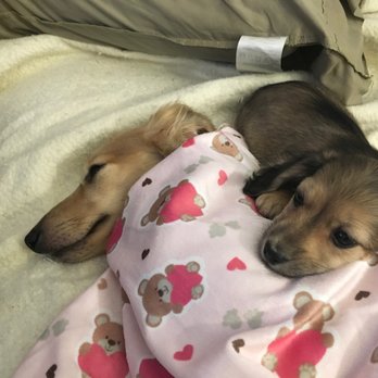 Crown Dachshunds - She loves him. - Pet Breeders Near Me - Loma Linda, California Crown Dachshunds - She loves him. - Pet Breeders Near Me - Loma Linda, California