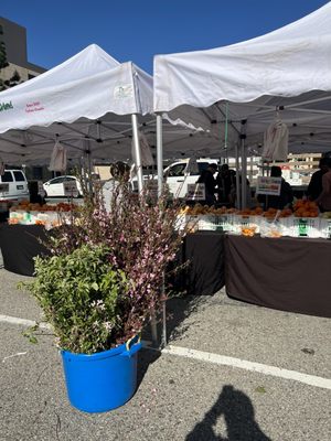 Burbank Farmers Market by null