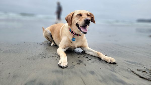 Coronado Dog Beach by null