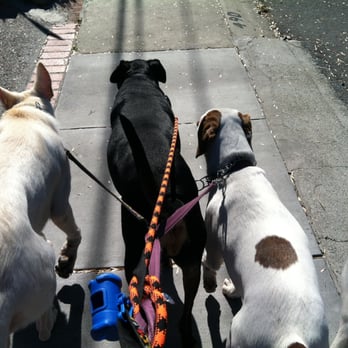Dog-e-Sit & Fetch - Dog Walkers Near Me - San Jose, California Dog-e-Sit & Fetch - Dog Walkers Near Me - San Jose, California