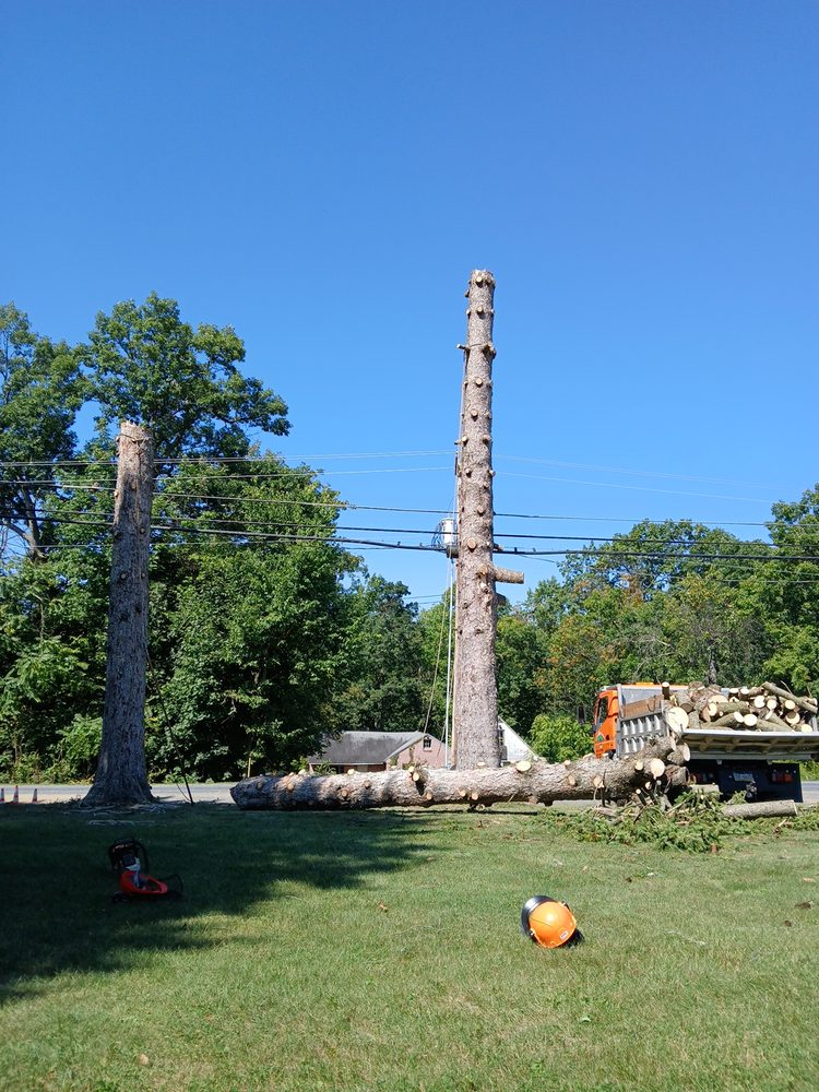 Choi Tree Service - tree service in Harrisburg, PA