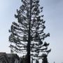 Photo of Orozco Tree Service