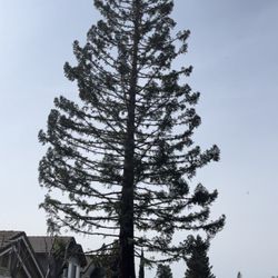 Orozco Tree Service